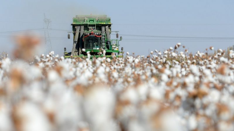 “Boicotes” ao algodão de Xinjiang prejudicam direitos dos consumidores, diz associação chinesa