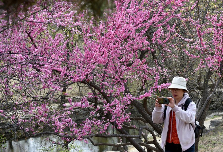 Passeio da primavera está popular entre chineses, diz pesquisa