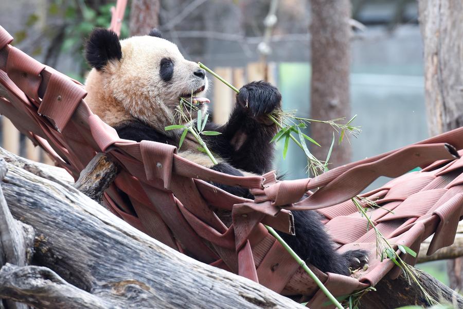 Casal de pandas gigantes da China parte para Espanha