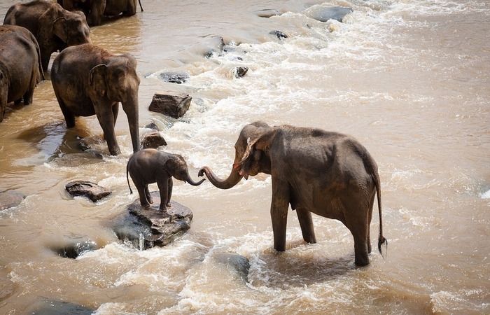 Manada de elefantes migratórios da China continua vagando no sudoeste