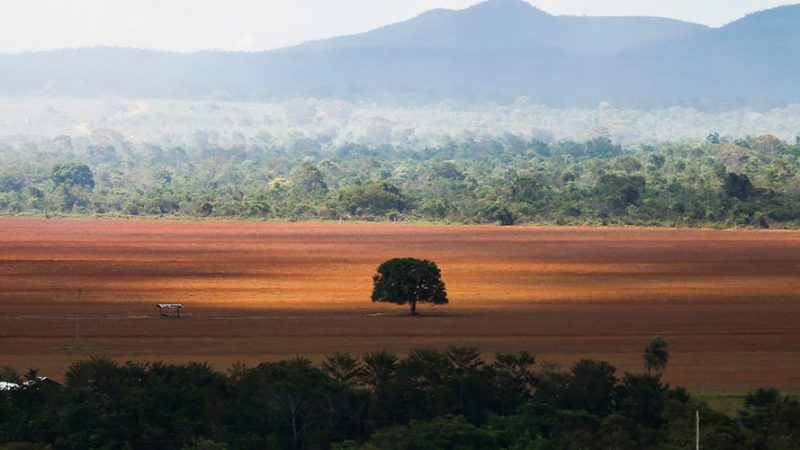 Eclipsado pela Amazônia, desmatamento no Cerrado brasileiro está aumentando e preocupa especialistas