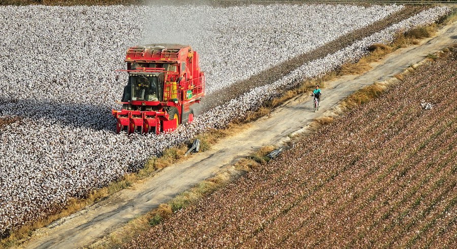 Produção de algodão da China é de 5,618 milhões de toneladas em 2023