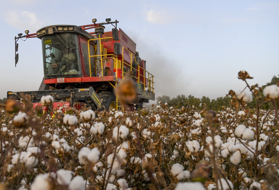 Pesquisadores chineses encontram gene principal para produção de algodão e qualidade de fibra