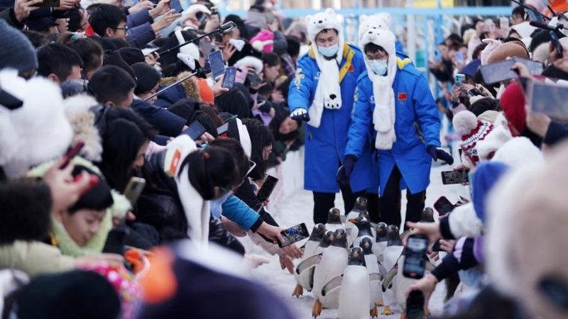  “Cidade do gelo” da China recebe mais de 10 milhões de visitantes durante o feriado da Festa da Primavera