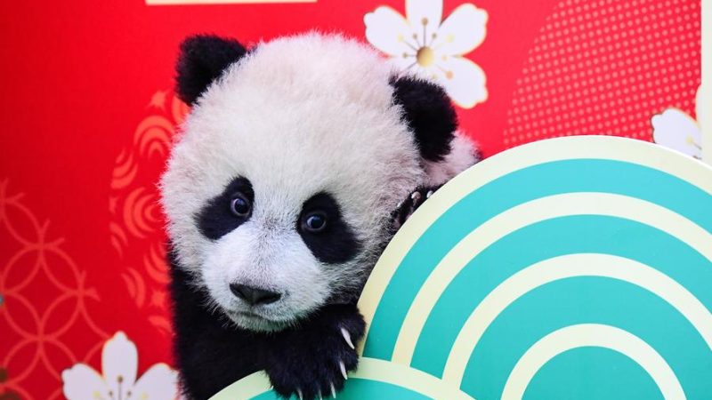 China lançará novos esforços de cooperação internacional para conservação de pandas gigantes