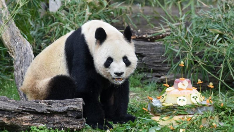 Pais pandas gigantes e seus filhotes retornam à China da Espanha