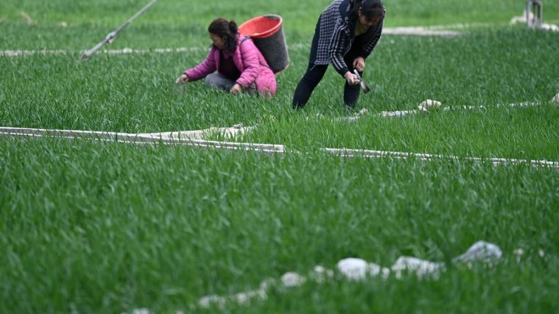 China aloca US$ 117 milhões para apoiar agricultura de primavera