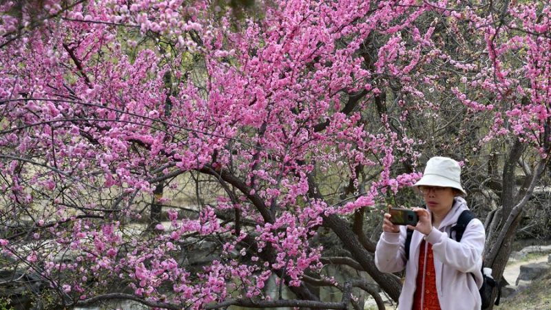 Passeio da primavera está popular entre chineses, diz pesquisa