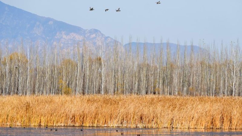 Beijing registra aumento de espécies de vida selvagem terrestre