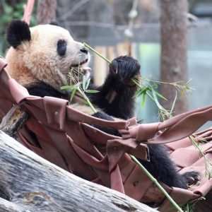Casal de pandas gigantes da China parte para Espanha