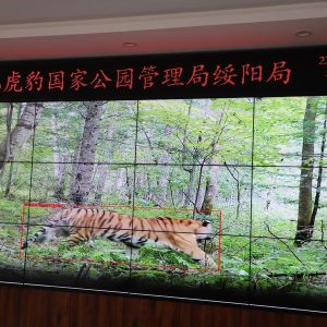 Parque nacional no nordeste da China tem aumento significativo de tigres e leopardos selvagens