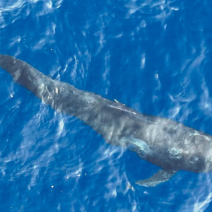Baleia resgatada é solta no sul da China